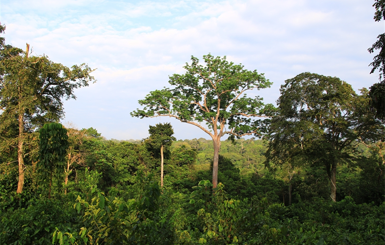 Republic of Congo rainforest. Credit ©Eloy Revilla